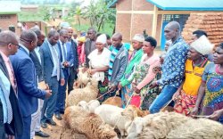 Rubavu: ADEPR yatanze inka 16, ihene zikamwa 10 n'intama 112 bikora ku mutima wa Guverineri