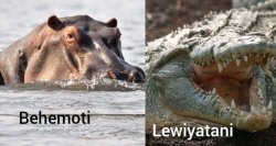 Abantu benshi iyo basomye amagambo "Lewiyatani na Behemoti" muri Bibiliya ntibamenya icyo avuze