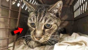 Ibinyoma byatumye injangwe n'ibindi biremwa by'Imana byangwa urunuka kandi nta kibi byakoze